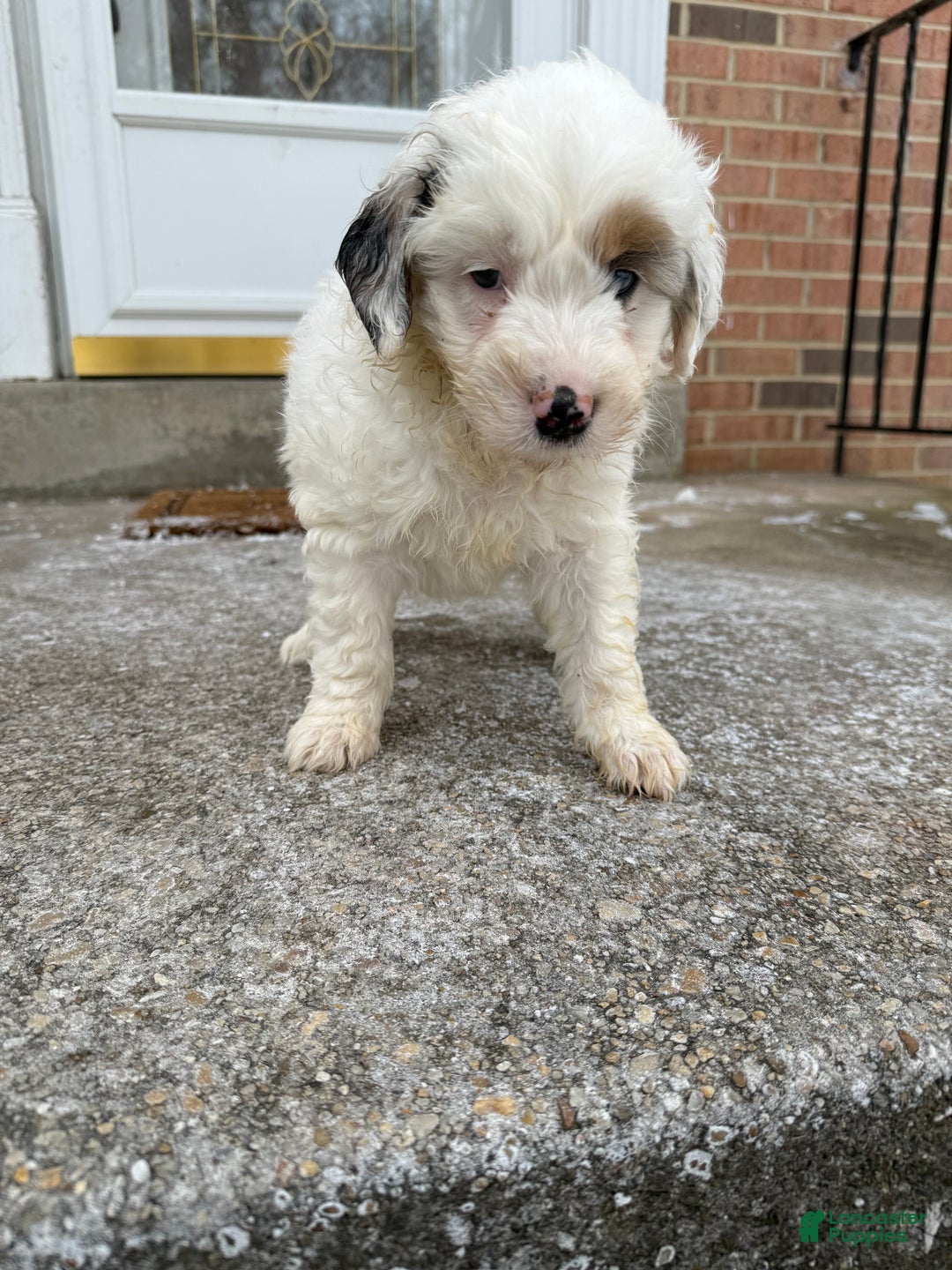 Mini Aussiedoodle dogs for sale: Mini Aussiedoodle Puppy 1 - Ad 1