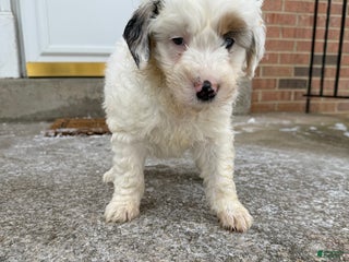 Mini Aussiedoodle dogs Mini Aussiedoodle Puppy 1 - Ad 6