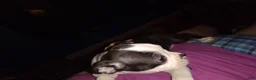 Boston Terrier dogs for sale: Honey Bunny Boston Terrier 4 - Ad 2