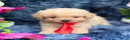 Toy Poodle dogs for sale: Toy Poodle 1 - Ad 2