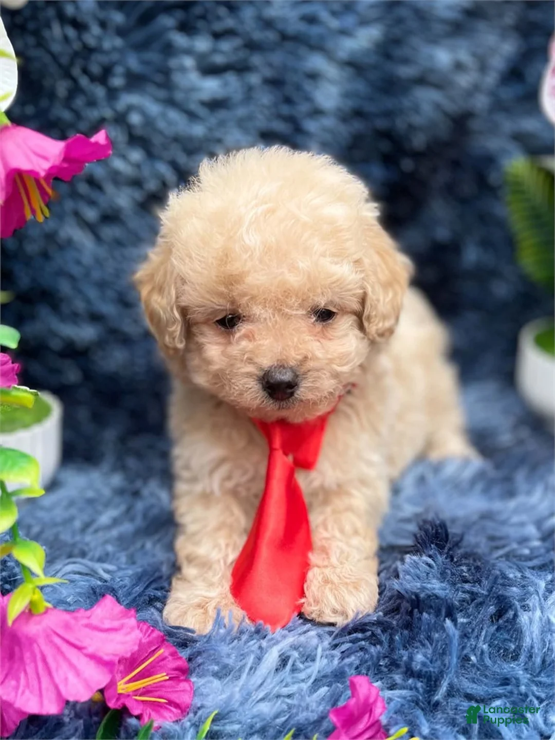 Toy Poodle dogs for sale: Toy Poodle 1 - Ad 2