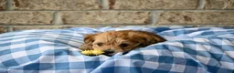 Morkie dogs for sale: Bruce - Ad 5