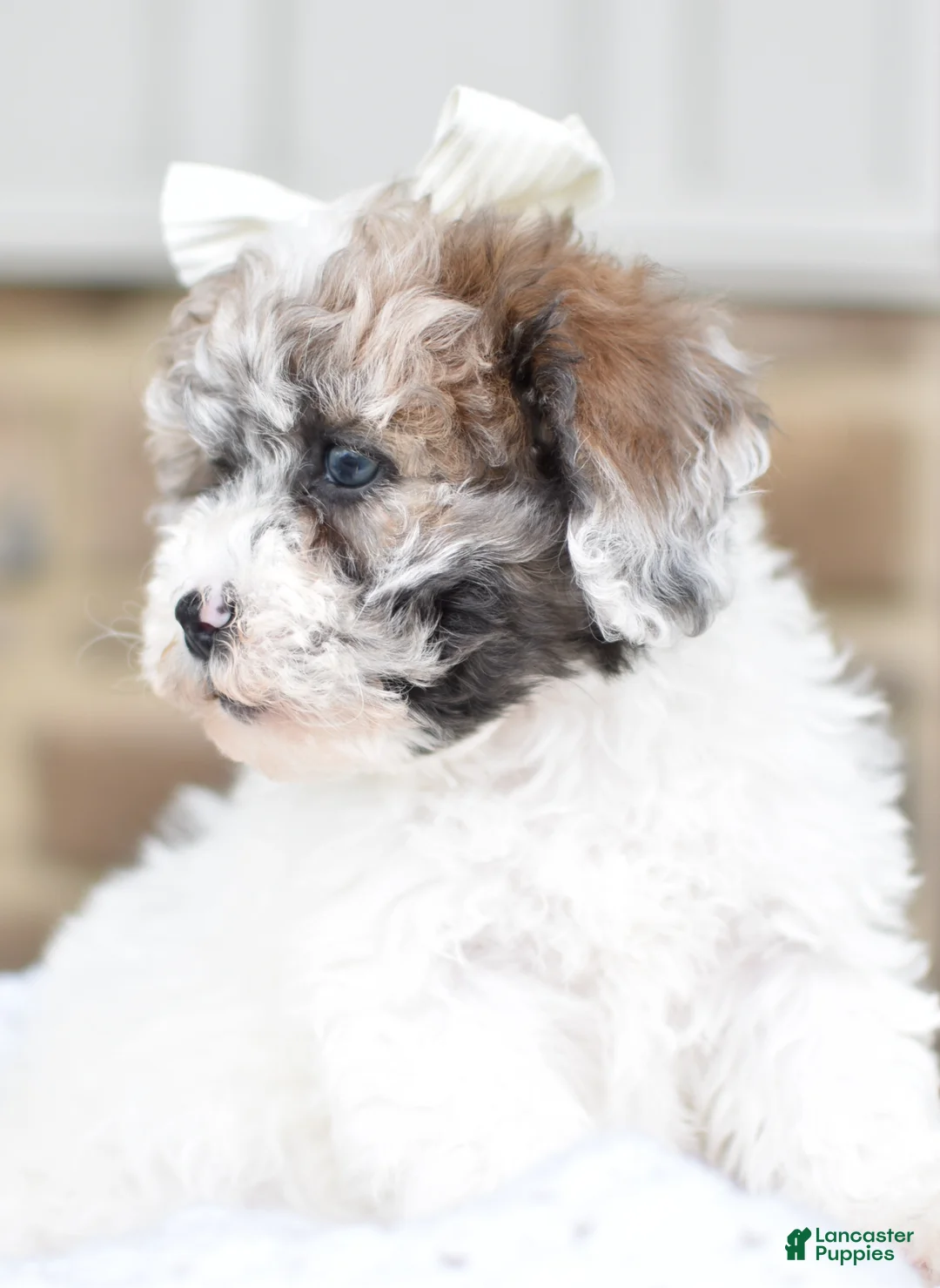 Mixed Breed dogs for sale: Sally - Ad 2