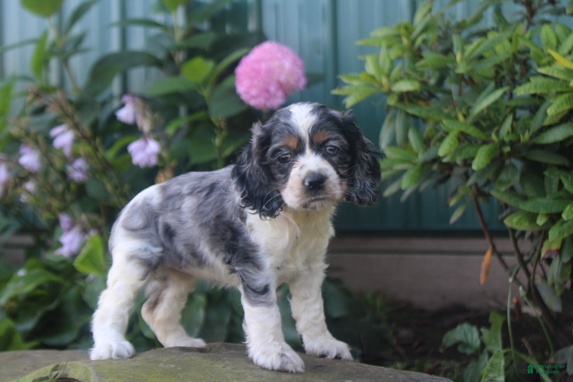 Cocker Spaniel dogs Stella - Ad 34