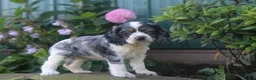 Cocker Spaniel dogs for sale: Stella - Ad 1