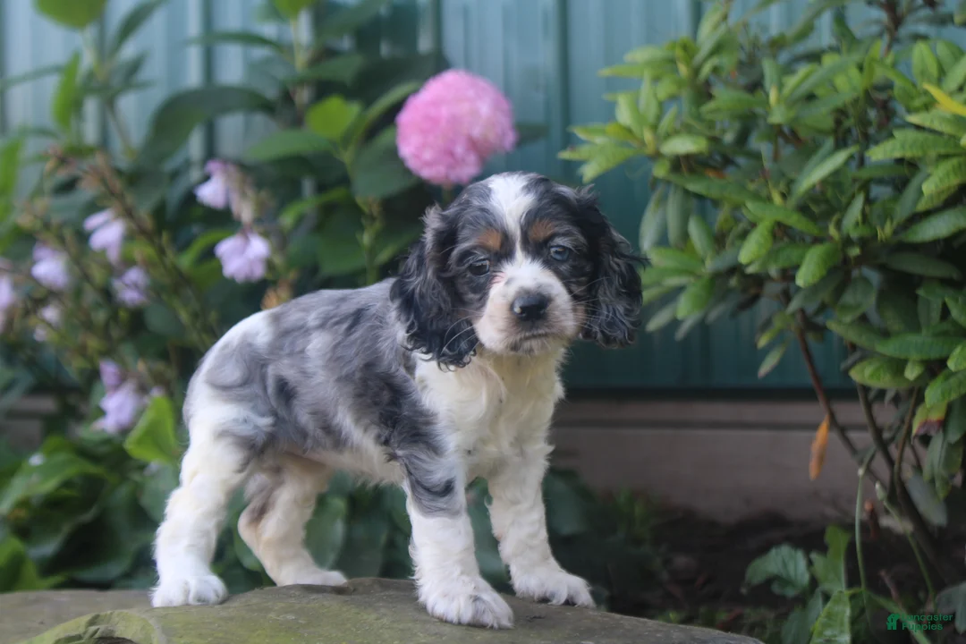 Cocker Spaniel dogs for sale: Stella - Ad 1
