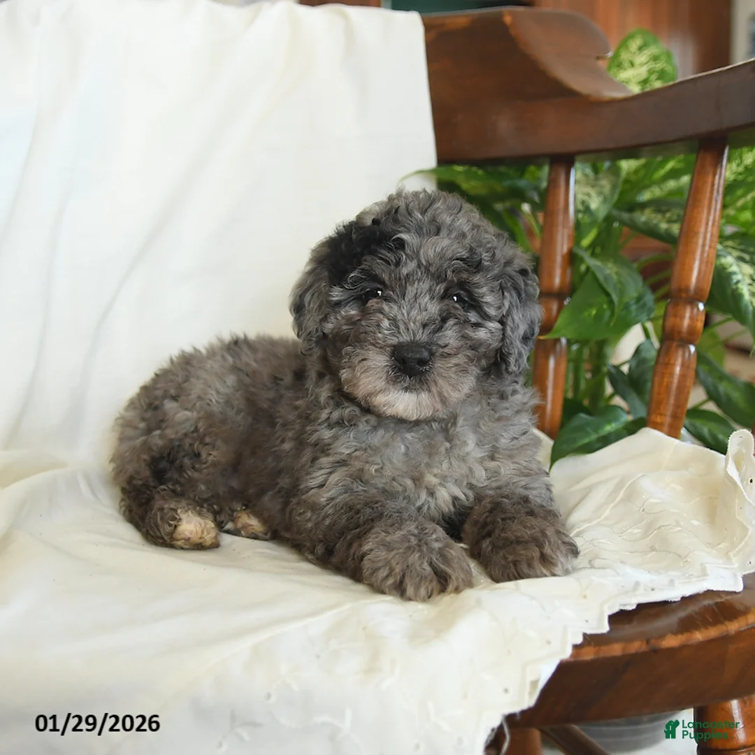 Miniature Poodle dogs for sale: Jinx - Ad 2