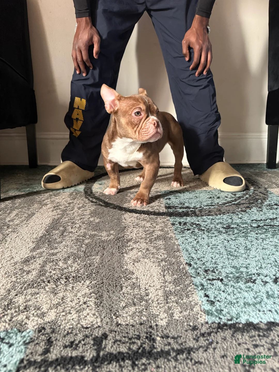 American Bully dogs for sale: American Bully Puppy 3 - Ad 1