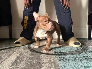 American Bully dogs American Bully Puppy 3 - Ad 15