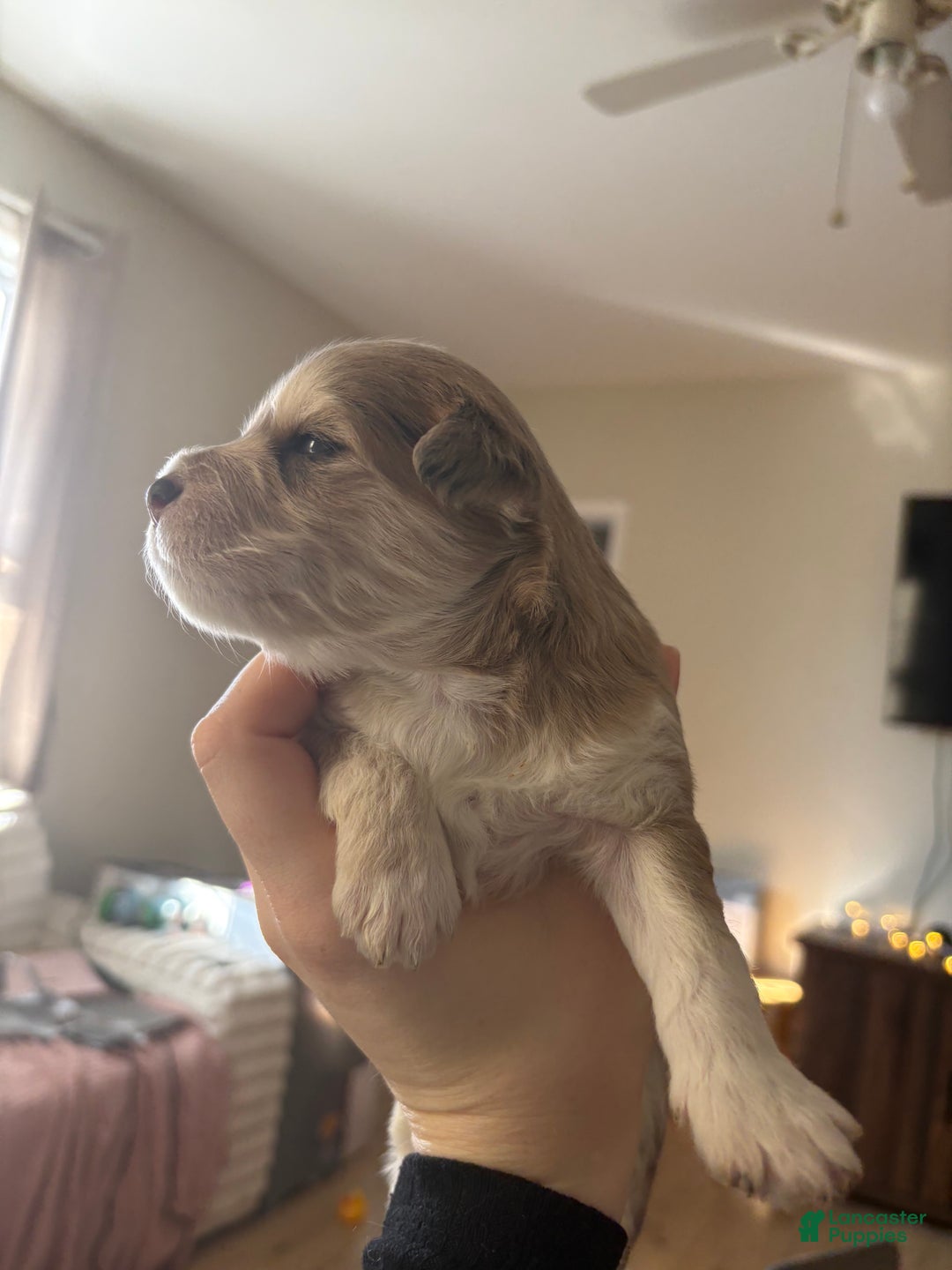 Mixed Breed dogs for sale: Adore - Ad 2