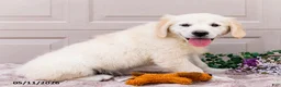 Golden Retriever dogs for sale: Mila - Ad 5