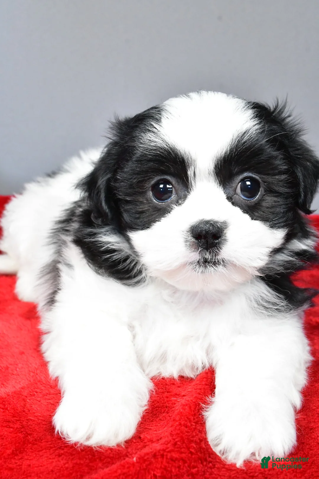 Teddy Bear dogs for sale: mikynlee - Ad 3