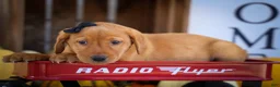 Labrador Retriever dogs for sale: NORMAN - Ad 16