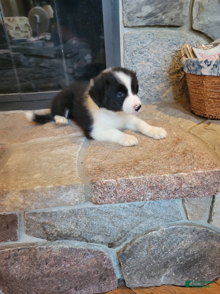 Border Collie dogs Woody - Ad 1