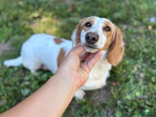 Dachshund dogs - Ad 38