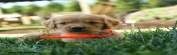 Golden Retriever dogs for sale: Hardy - Ad 4