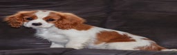 Cavalier King Charles Spaniel dogs for sale: Cash - Ad 3