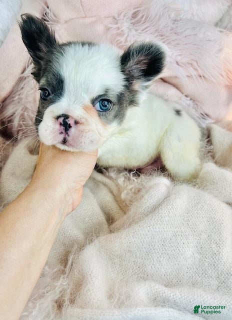 French Bulldog dogs French Bulldog Puppy 1 - Ad 26