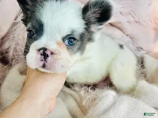 French Bulldog dogs French Bulldog Puppy 1 - Ad 26