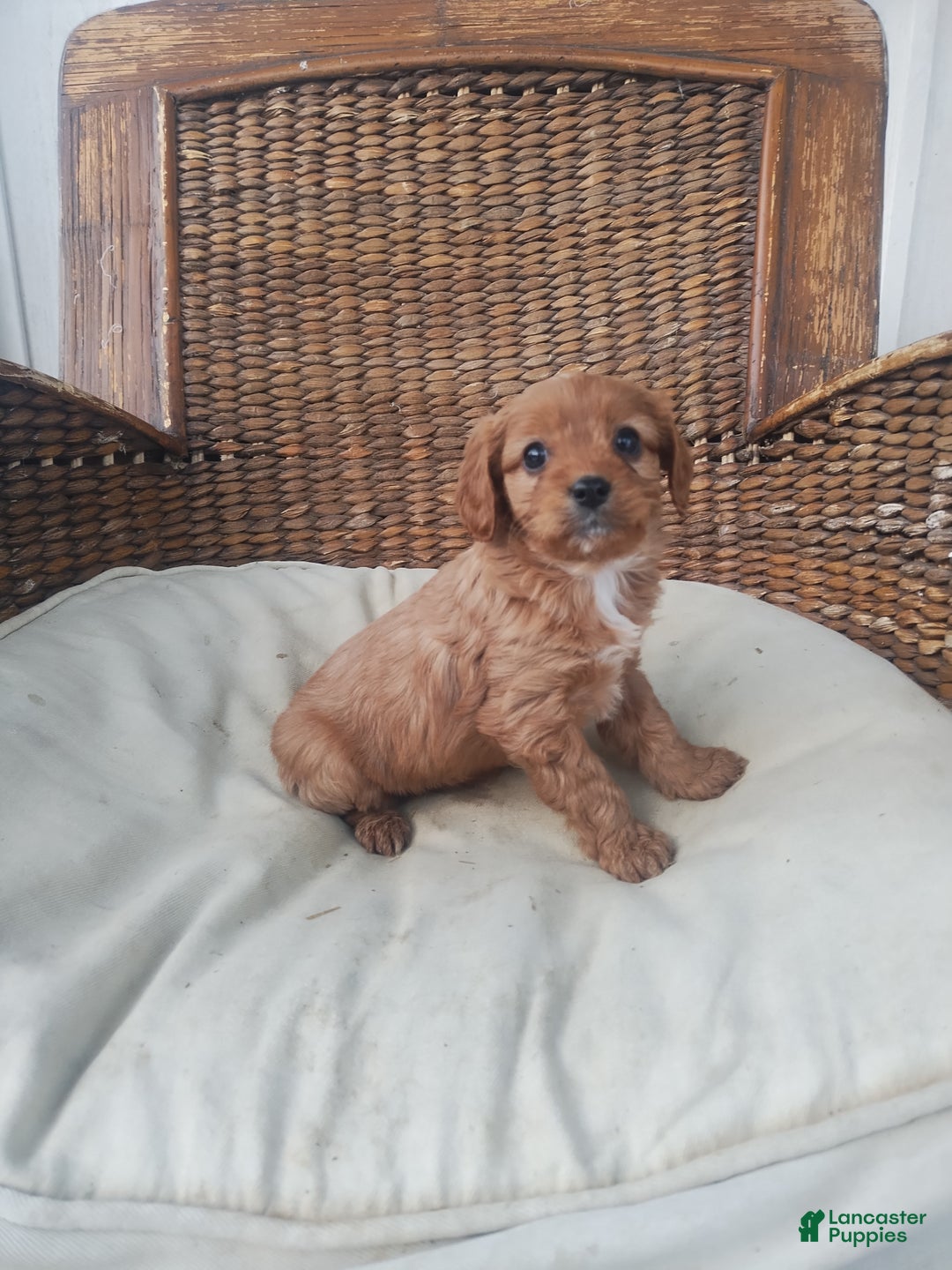 Cavapoo dogs for sale: Pearl  - Ad 5