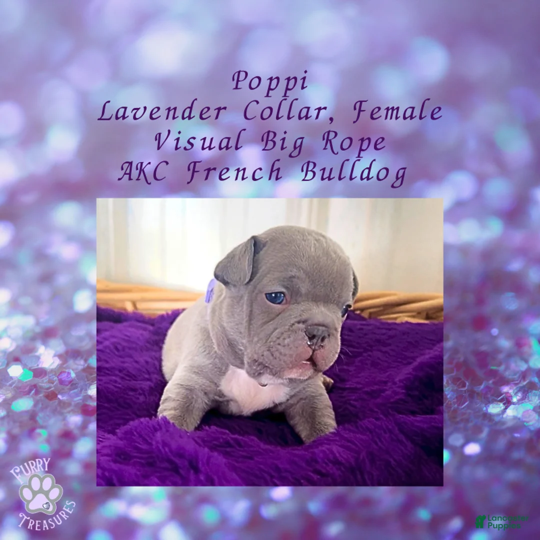 French Bulldog dogs for sale: Poppi “Lavender “ Collar, Female  - Ad 2