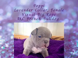 French Bulldog dogs Poppi “Lavender “ Collar, Female - Ad 27