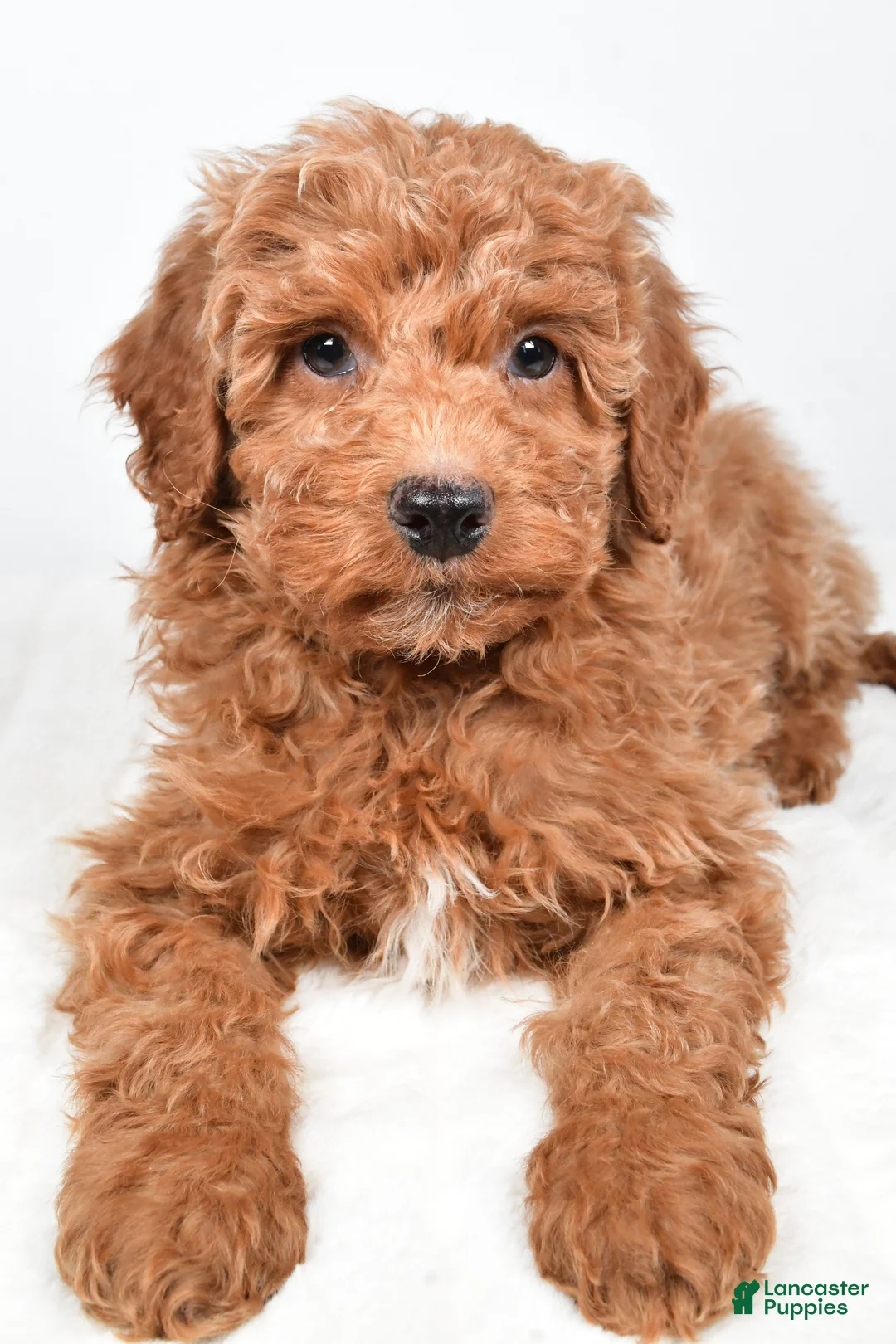 Mini Goldendoodle dogs for sale: Nemo - Ad 6