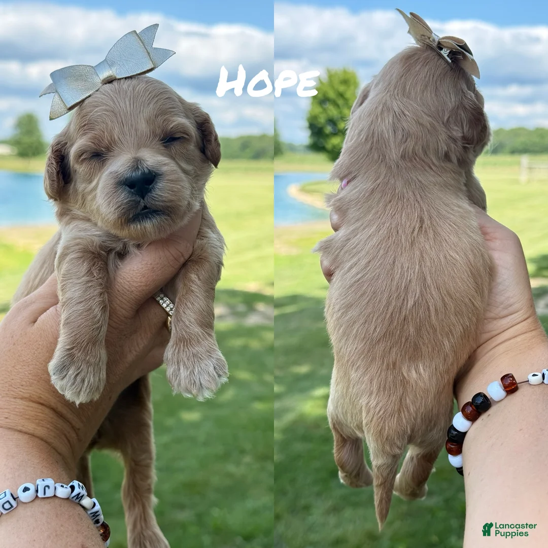 Mini Goldendoodle dogs for sale: Hope - Mini Goldendoodle - Ad 2