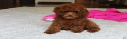 Toy Poodle dogs for sale: Mia - Ad 11