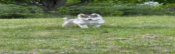 Pomsky dogs for sale: Breeze - Ad 3