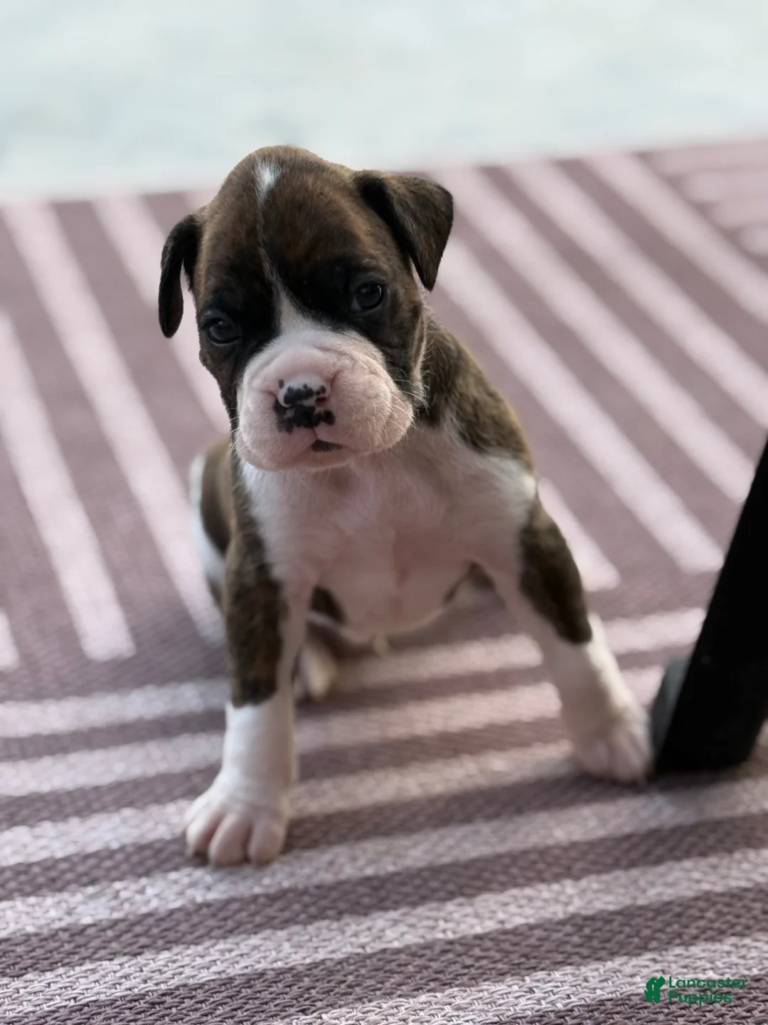 Boxer dogs for sale: Puppy 2 - Ad 1