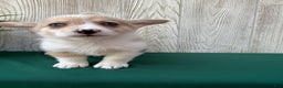 Welsh Corgi Pembroke dogs for sale: Jade - Ad 18