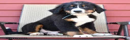Bernese Mountain Dog dogs for sale: Jax - Ad 4