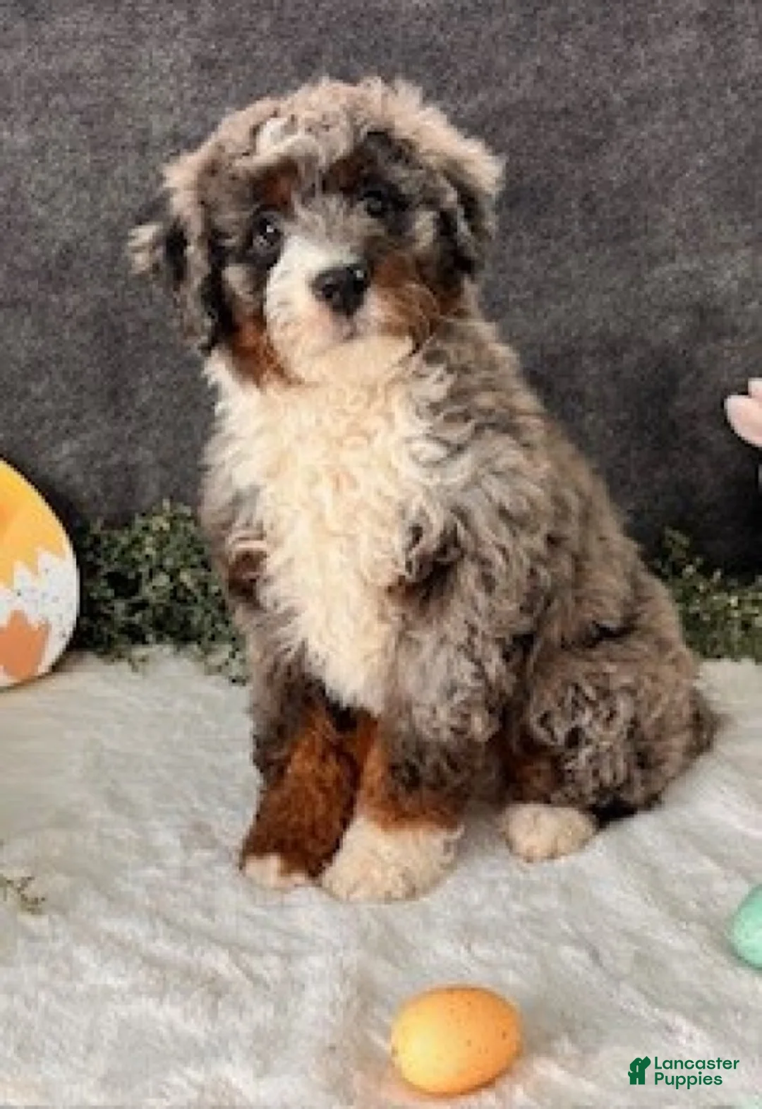 Mini Bernedoodle dogs for sale: Tiffany - Ad 2