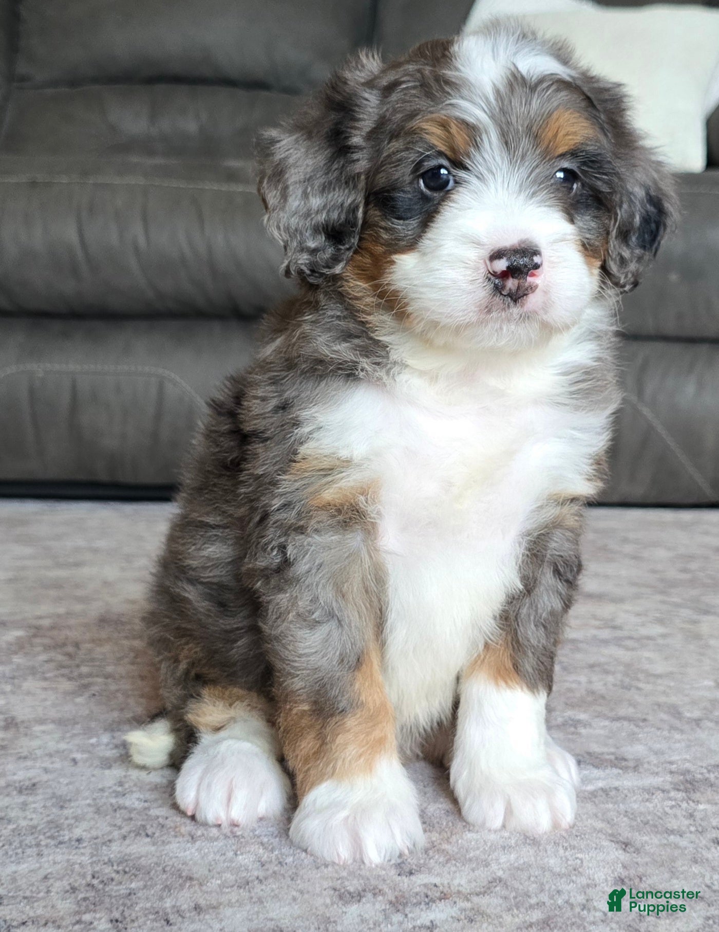 Mini Bernedoodle dogs Mini Louie - Ad 2