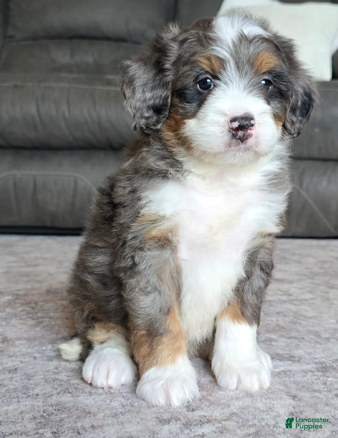 Mini Bernedoodle dogs for sale: Mini Louie - Ad 2