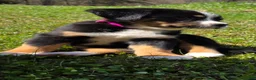 Mixed Breed dogs for sale: Mixed Breed Puppy 6 - Ad 3