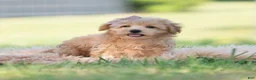 Maltipoo dogs for sale: tucker - Ad 4