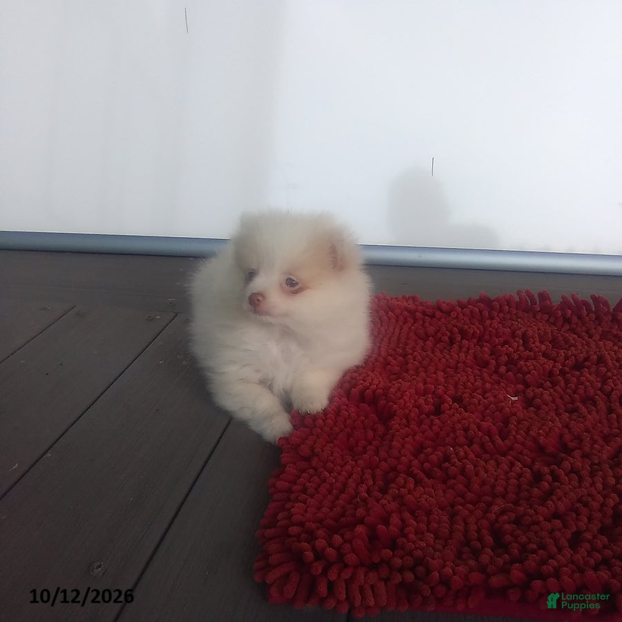 Pomeranian dogs Snowball - Ad 1