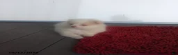 Pomeranian dogs for sale: Snowball - Ad 1
