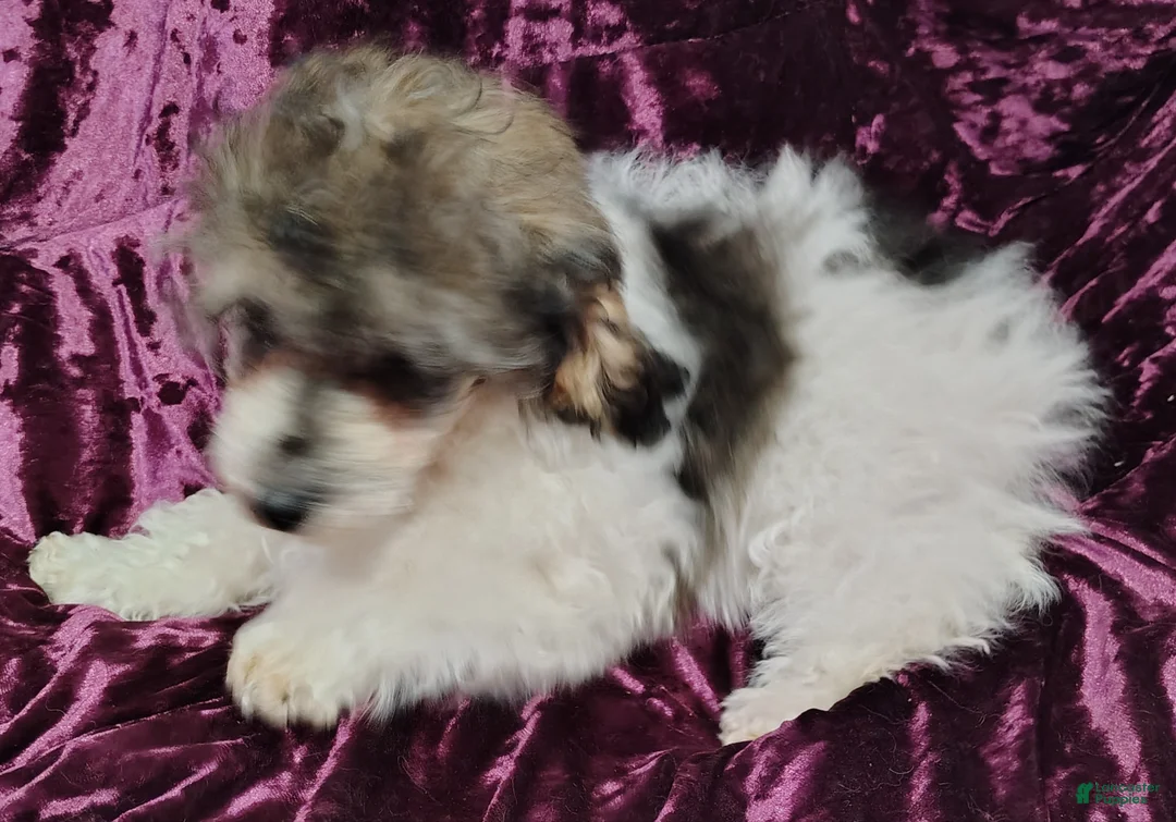 Yorkiepoo dogs for sale: Yorkiepoo Puppy 2 - Ad 2