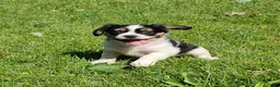 Mixed Breed dogs for sale: Shelby - Ad 4