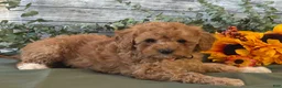 Cavapoo dogs for sale: Erin - Ad 2