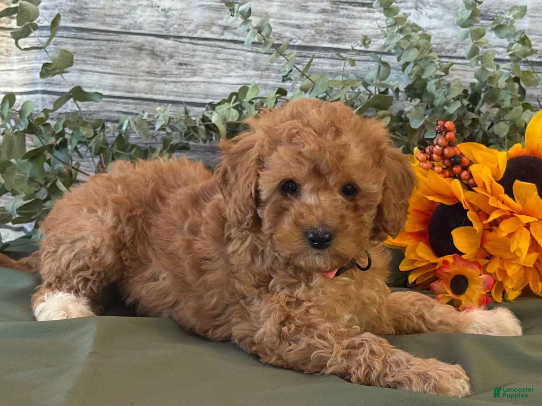 Cavapoo dogs for sale: Erin - Ad 2