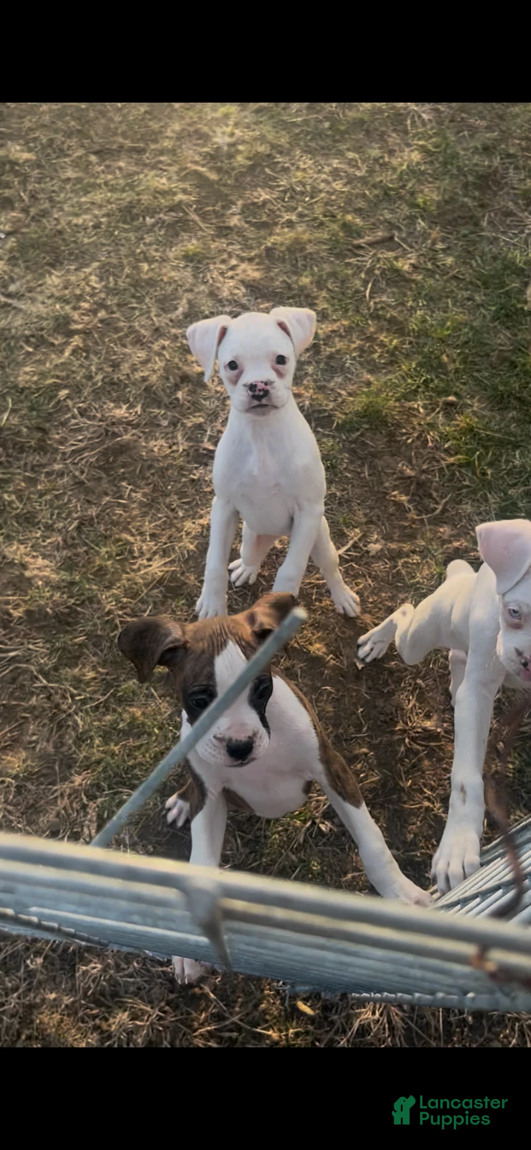 Boxer dogs for sale: P3 - Ad 1