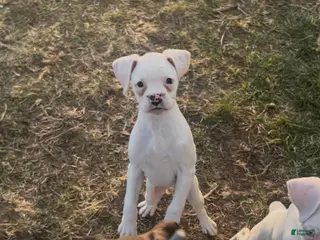 Boxer dogs P3 - Ad 4