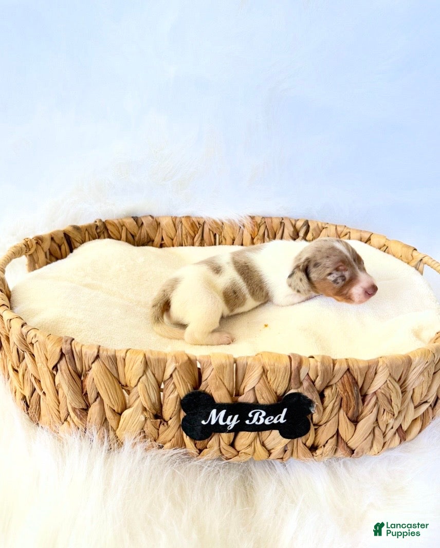 Miniature Dachshund dogs for sale: AKC Woody - Ad 3