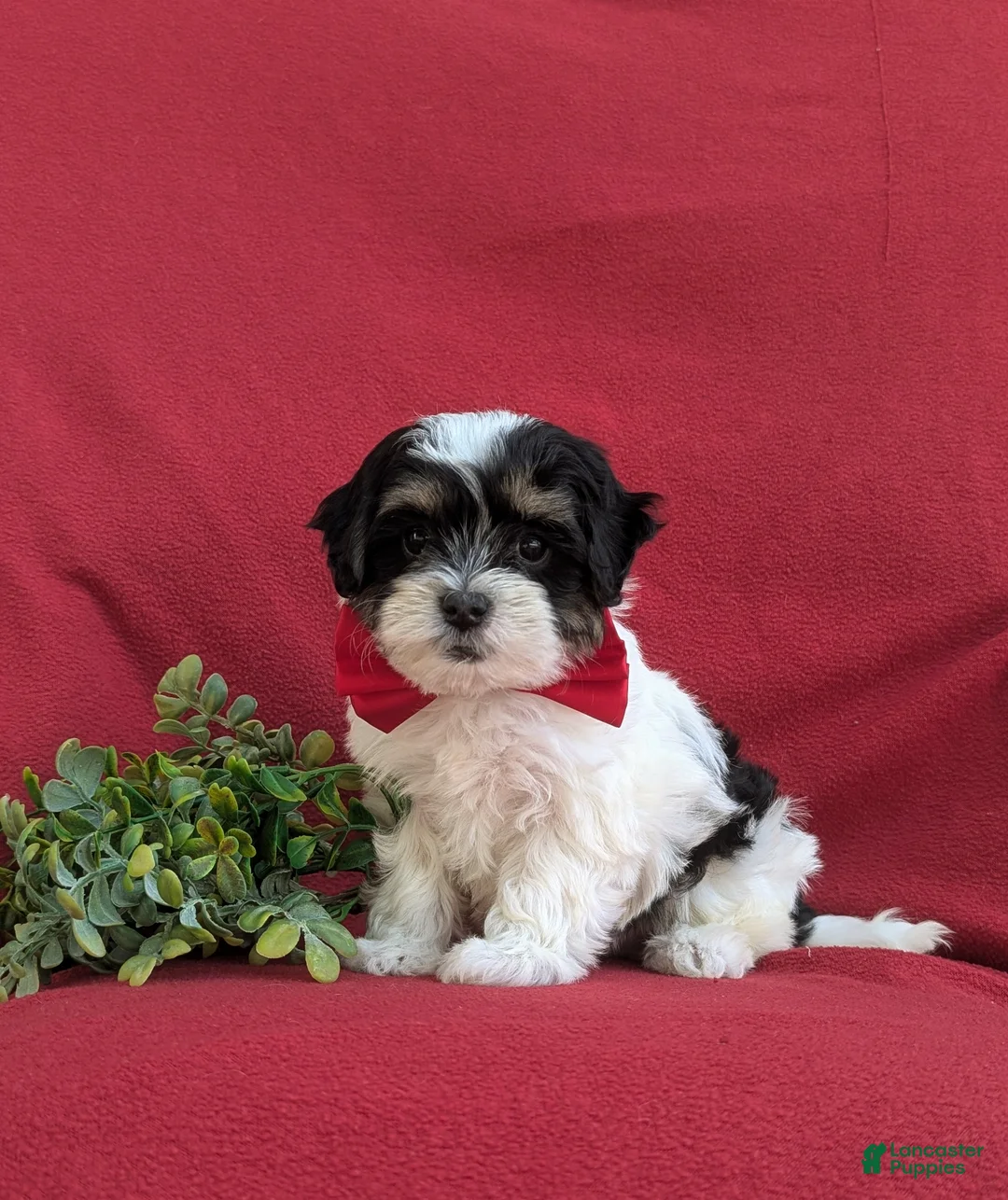 Havapoo dogs for sale: Raydar Hypoallergenic - Ad 1