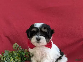 Havapoo dogs for sale: Raydar Hypoallergenic - Ad 3