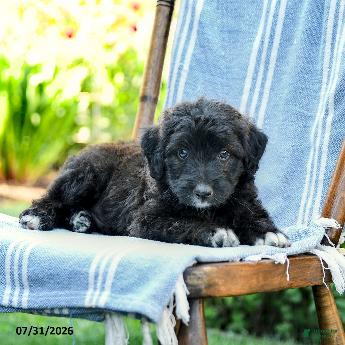 Mini Aussiedoodle dogs Aiden - Ad 2